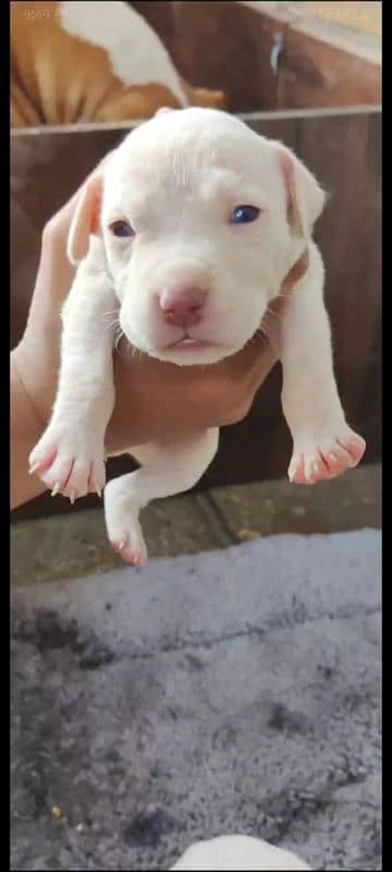 American pitbull male and female for sale 20 days age 2