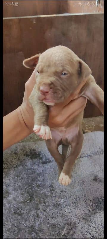 American pitbull male and female for sale 20 days age 3