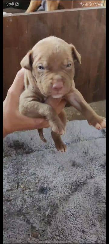 American pitbull male and female for sale 20 days age 4