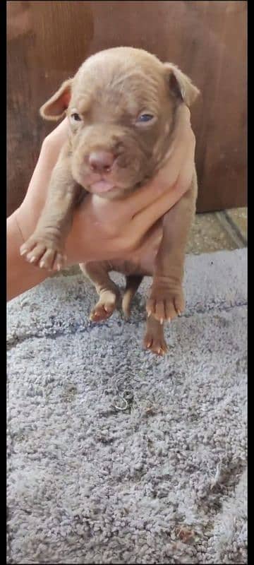 American pitbull male and female for sale 20 days age 6