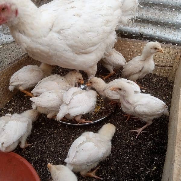 Pure Heera Chicks. ToTal 11 piece . age 1.5 mnth . per piece paches so 0