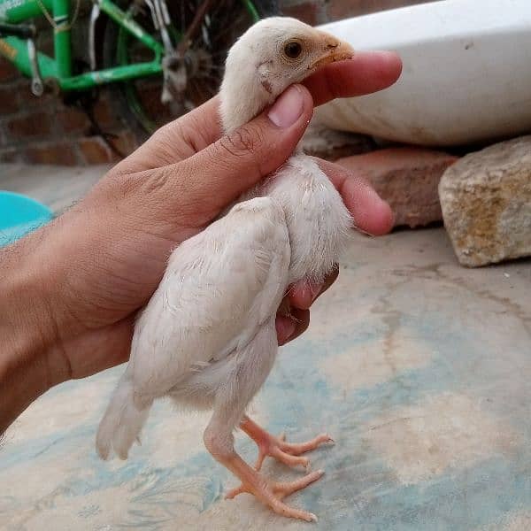 Pure Heera Chicks. ToTal 11 piece . age 1.5 mnth . per piece paches so 1