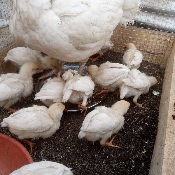 Pure Heera Chicks. ToTal 11 piece . age 1.5 mnth . per piece paches so 2