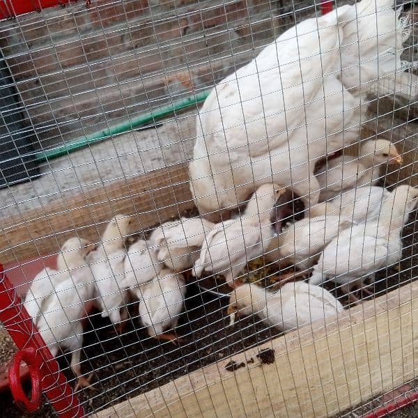 Pure Heera Chicks. ToTal 11 piece . age 1.5 mnth . per piece paches so 5