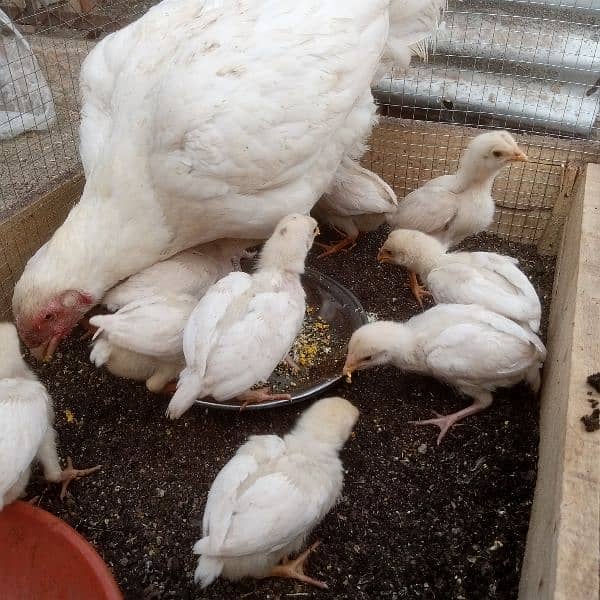 Pure Heera Chicks. ToTal 11 piece . age 1.5 mnth . per piece paches so 6