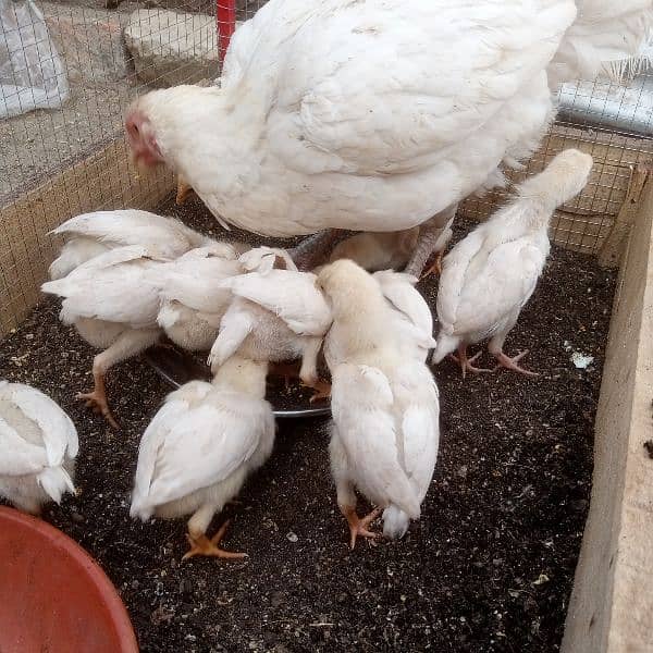 Pure Heera Chicks. ToTal 11 piece . age 1.5 mnth . per piece paches so 7