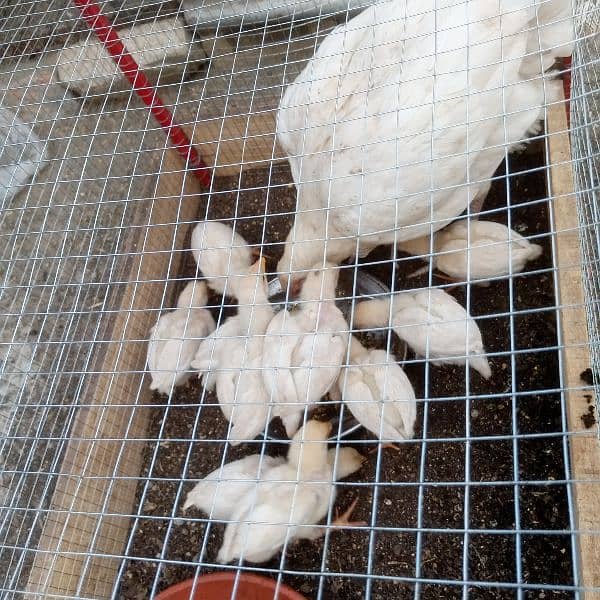 Pure Heera Chicks. ToTal 11 piece . age 1.5 mnth . per piece paches so 8