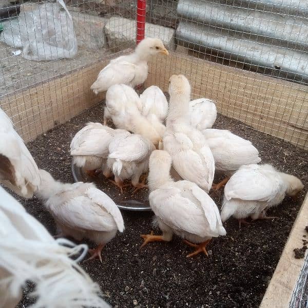 Pure Heera Chicks. ToTal 11 piece . age 1.5 mnth . per piece paches so 9