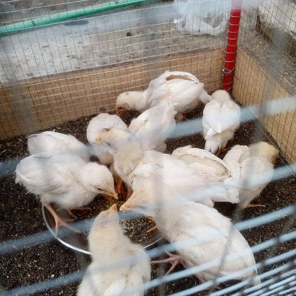 Pure Heera Chicks. ToTal 11 piece . age 1.5 mnth . per piece paches so 10