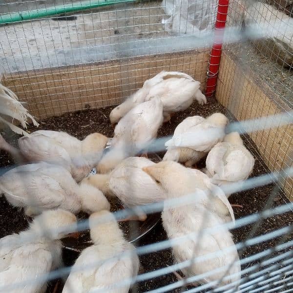 Pure Heera Chicks. ToTal 11 piece . age 1.5 mnth . per piece paches so 11