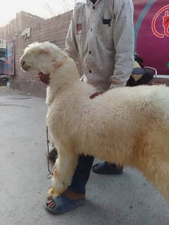 kajla /chatra / bakra | mundra | Breader | بکرا | male Sheep /goat