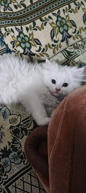 PERSIAN kitten 3