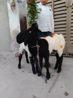 kajla /chatra / bakra | mundra | Breader | بکرا | male Sheep /goat