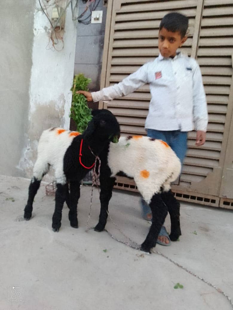 kajla /chatra / bakra | mundra | Breader | بکرا | male Sheep /goat 1