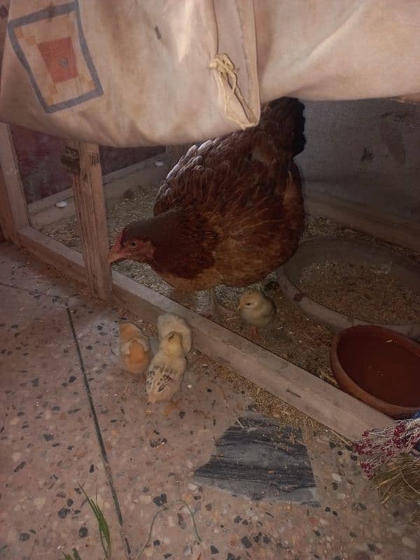 hens setup for sale 6