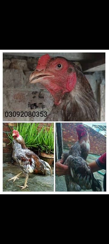 mianwali aseel egg 500 and Vietnam Karos eggs 700 1