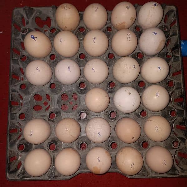 mianwali aseel egg 500 and Vietnam Karos eggs 700 5