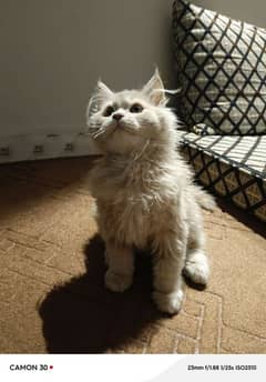 Siberian Persian cat breed for sale