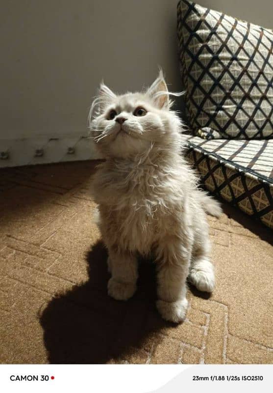 Siberian Persian cat breed for sale 0