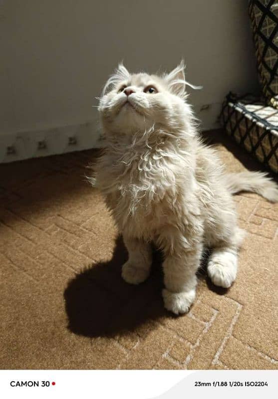 Siberian Persian cat breed for sale 1