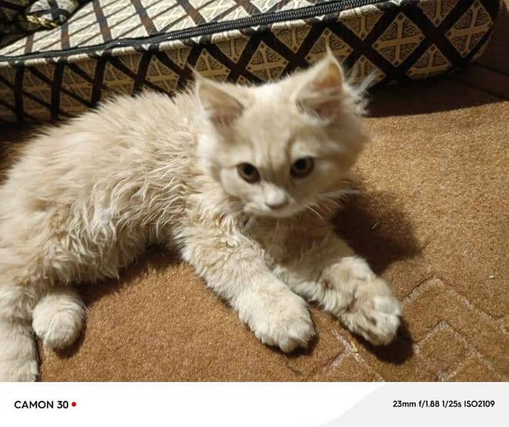 Siberian Persian cat breed for sale 4