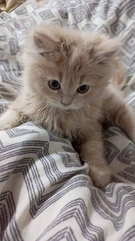 Siberian Persian cat breed for sale 6