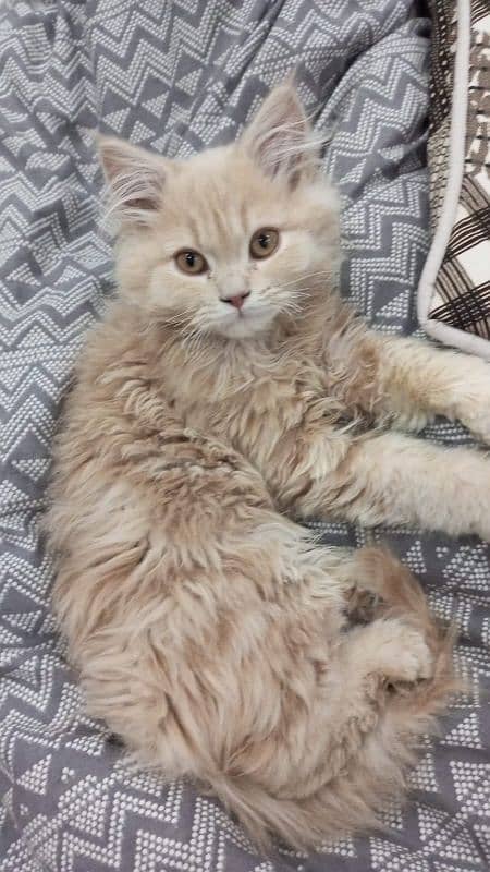 Siberian Persian cat breed for sale 7