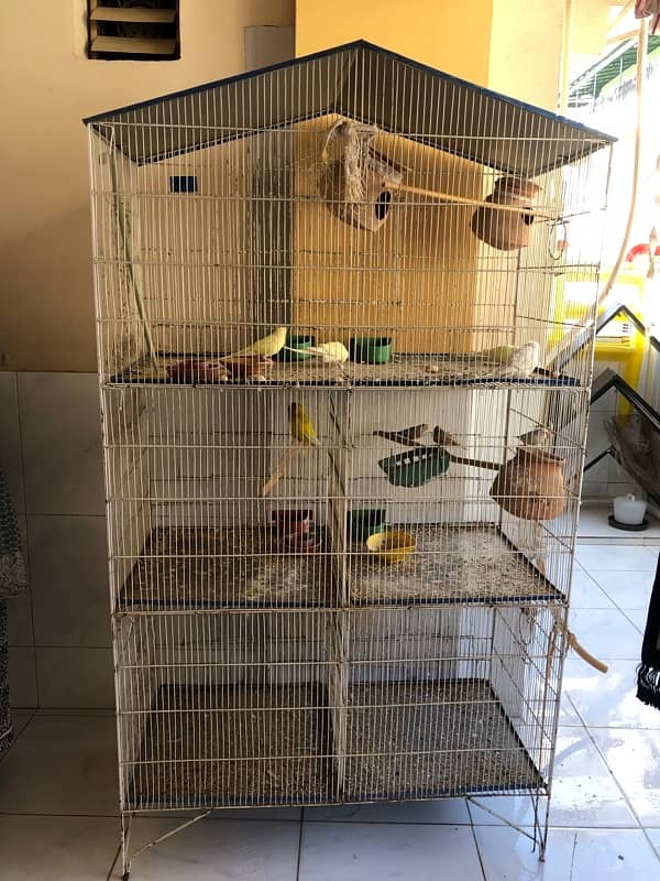 Hen and Bird Cage 3