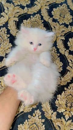 Persian kittens for urgent sale  My Whatsapp number 03473694899