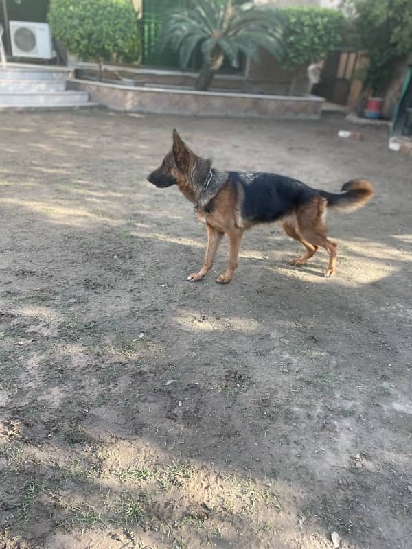 German Shepherd Female 3