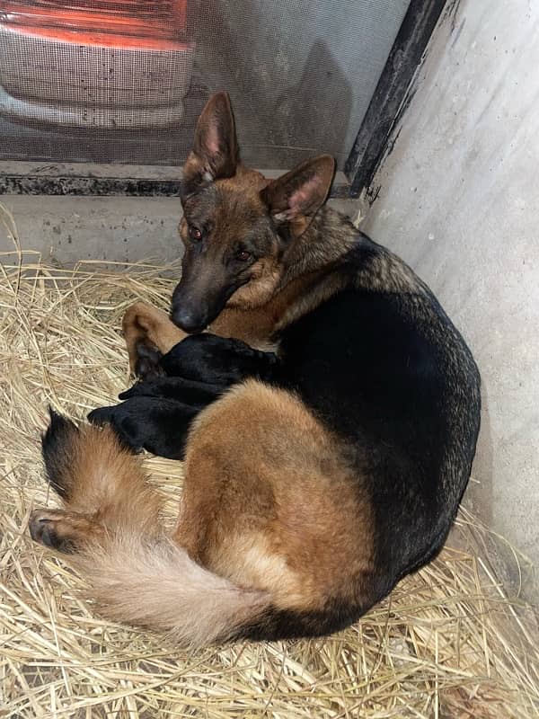 German Shepherd Female 4