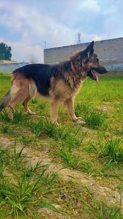 German shepherd Female for sale