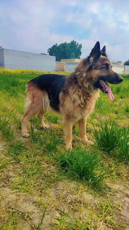 German shepherd Female for sale 1