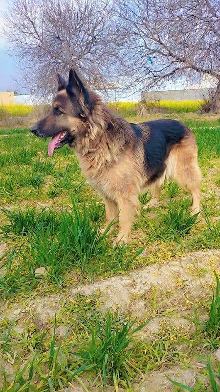 German shepherd Female for sale 2