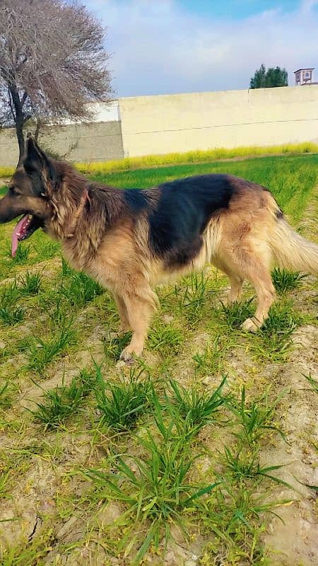 German shepherd Female for sale 3