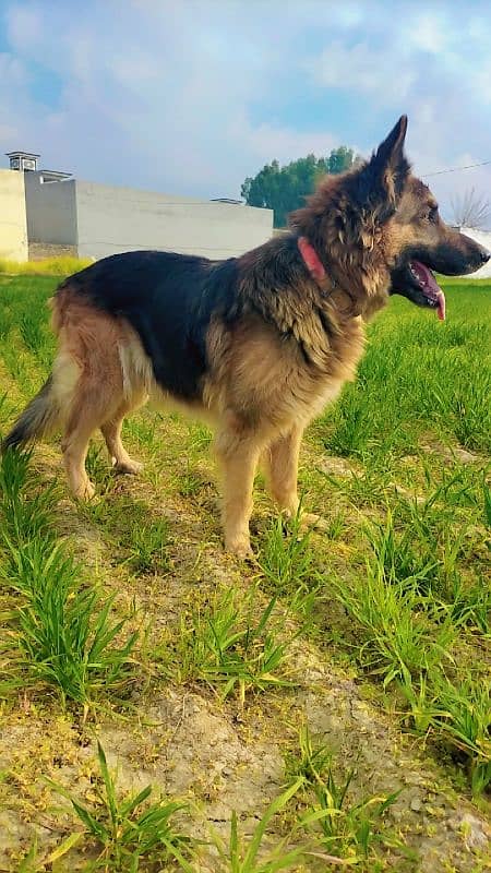 German shepherd Female for sale 4