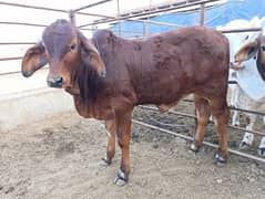 Brahman