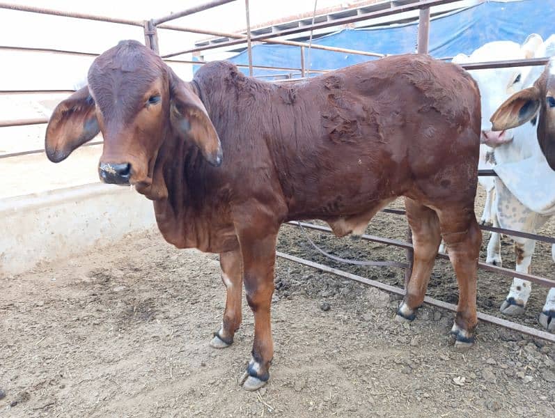 Brahman Bull Bachra pure Brahman breed 0