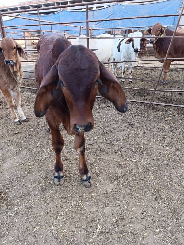 Brahman Bull Bachra pure Brahman breed 1