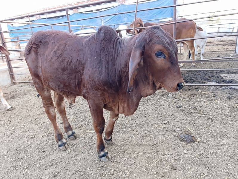 Brahman Bull Bachra pure Brahman breed 2