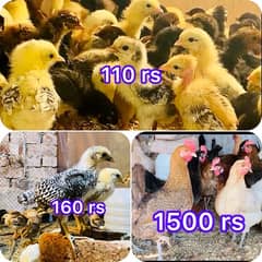 Golden|Misri|Lohman Brown|Egg Laying Hen|Desi|Murgi|Pathi|Female|Chick