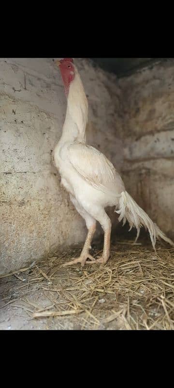 Parrot Beak Long tail white Shamo Aseel Murga indian parrot Beak 1