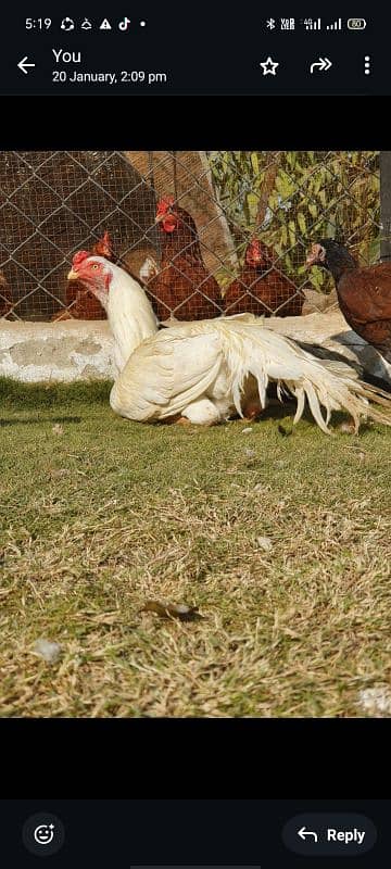 Parrot Beak Long tail white Shamo Aseel Murga indian parrot Beak 2