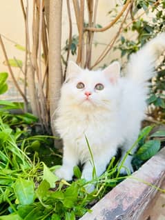 pure persian kitten for sale triple coated