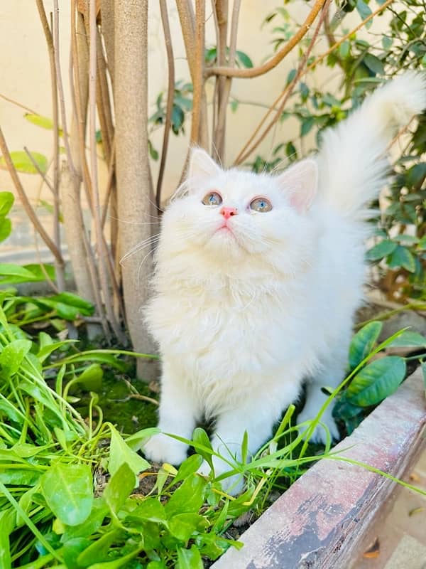 pure persian kitten for sale triple coated 1