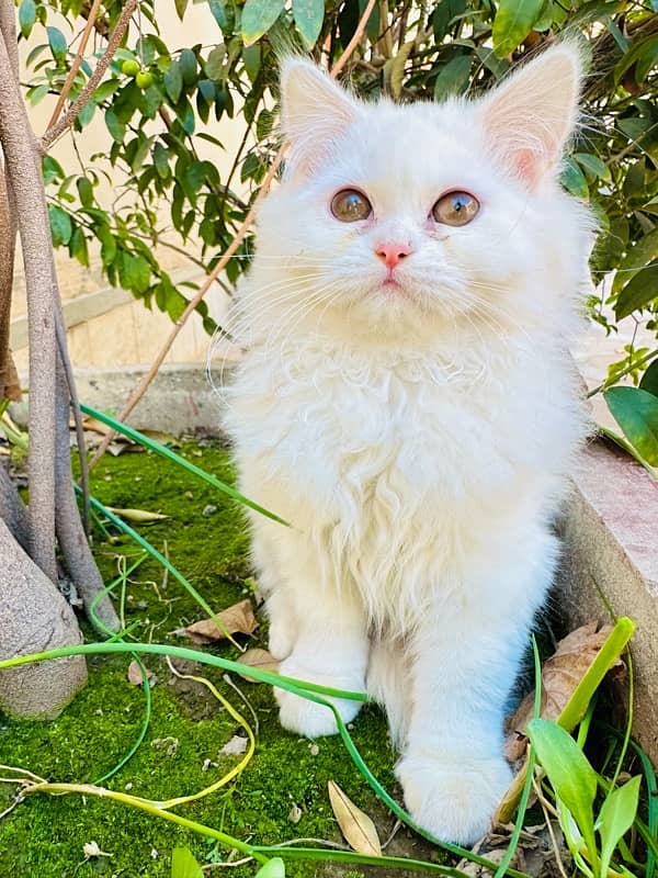 pure persian kitten for sale triple coated 2