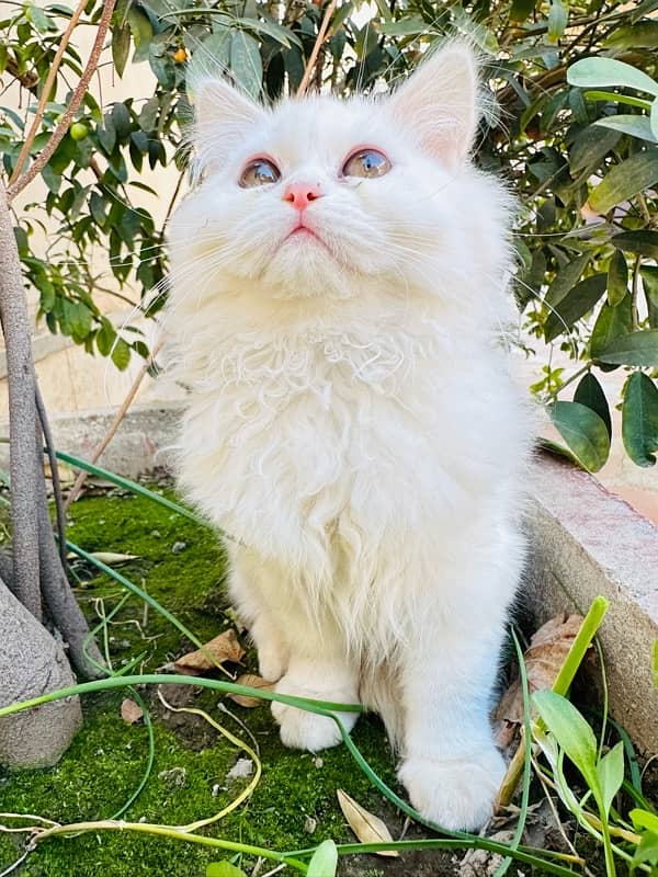 pure persian kitten for sale triple coated 3