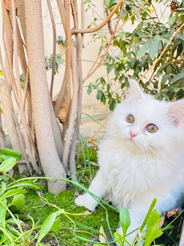 pure persian kitten for sale triple coated 4