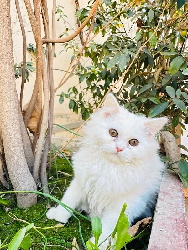 pure persian kitten for sale triple coated 5