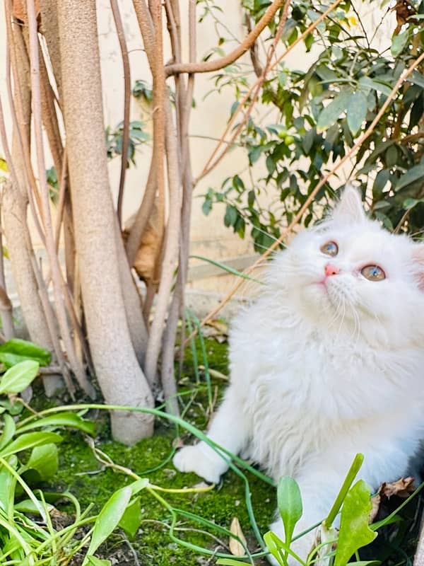 pure persian kitten for sale triple coated 6